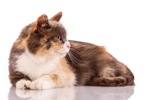 Adult Shorthair Tricolor Cat Lies White Background Side View — ストック写真