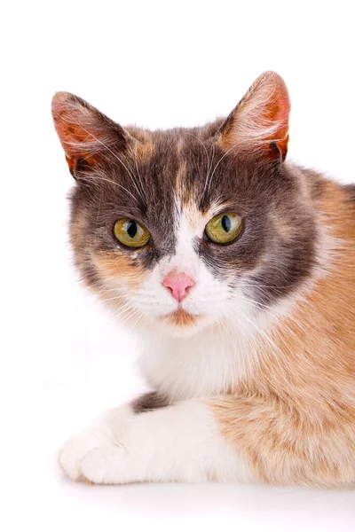 Face Tricolor Cat White Background Close Cat Stares Intently Camera — Stock fotografie