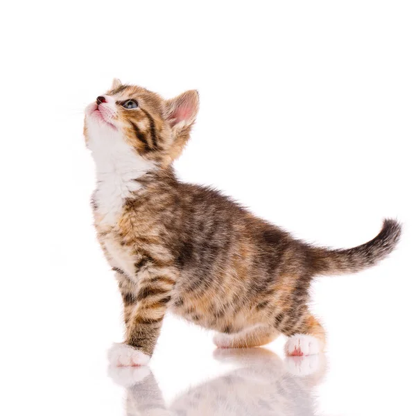 Tricolor Kitten Raised Head White Background Studio — стоковое фото