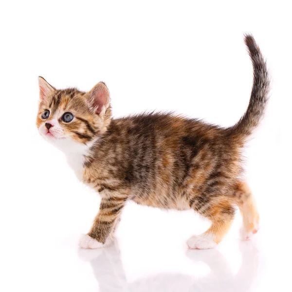 Striped Kitten Stands White Background Side View — Stock Photo, Image