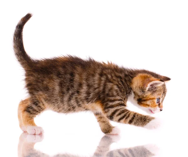 Tricolor Kitten Playing White Background Front Camera Side View — Stock Photo, Image