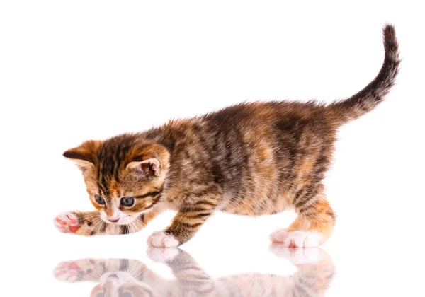 Gatinho Listrado Está Brincando Com Seu Reflexo Fundo Branco Vista — Fotografia de Stock