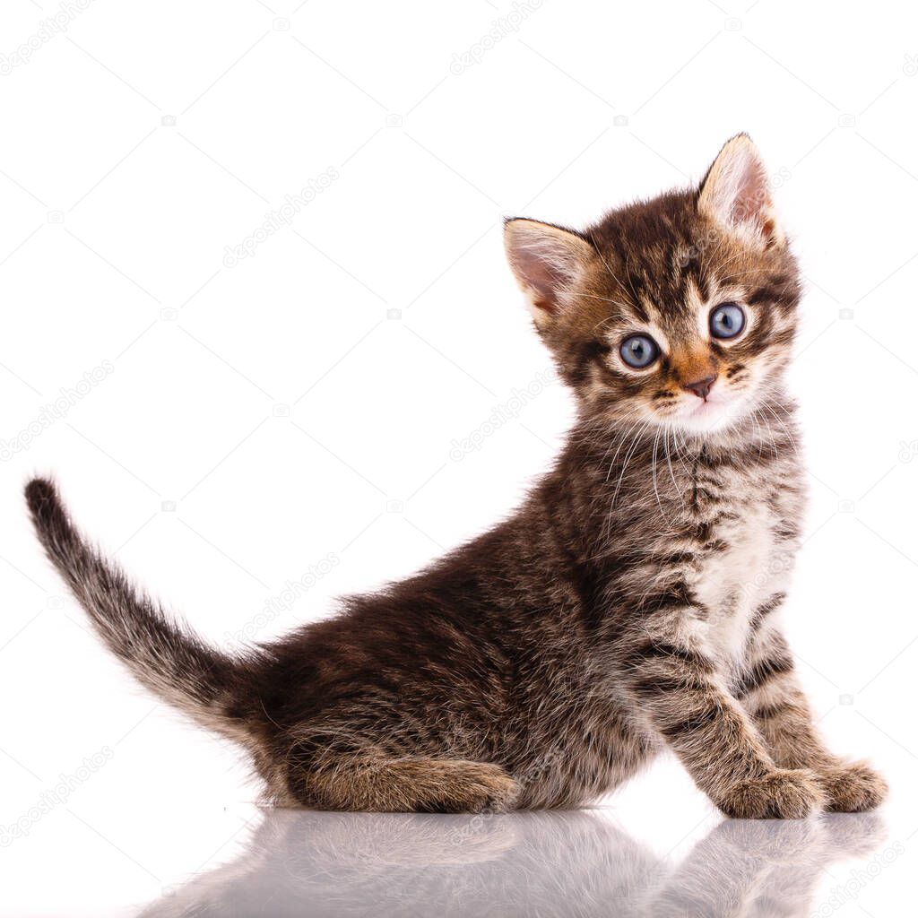Three-colored kitten with blue eyes sits funny and looks at the camera on a white background. Side view