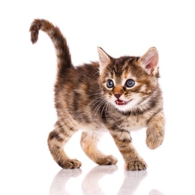 Beyaz arka planda üç renkli bir kedi yavrusu. Beyaz arka planda üç renkli bir kedi yavrusu. Evcil hayvan konsepti.