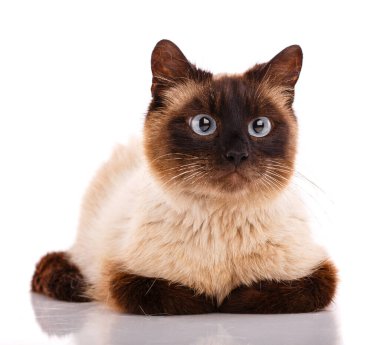 Kahverengi başlı ve pençeli eşsiz beyaz kedi beyaz bir arka planda yatıyor..