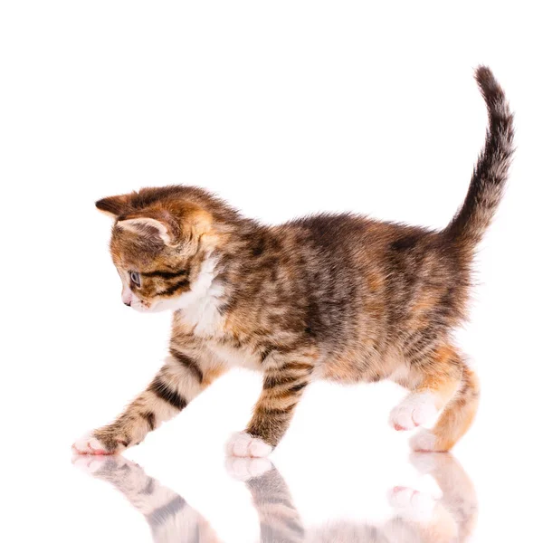 Lekfull Tricolor Kattunge Vit Bakgrund Lekfull Tricolor Kattunge Vit Bakgrund — Stockfoto