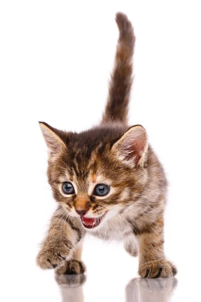 Beautiful Striped Kitten Big Blue Eyes Meows White Background — Stok Foto