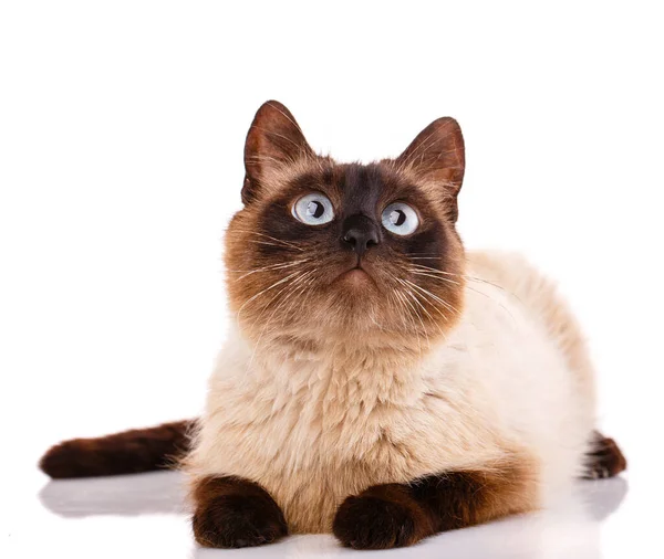 Cat Blue Eyes Lies Looks White Background — стоковое фото