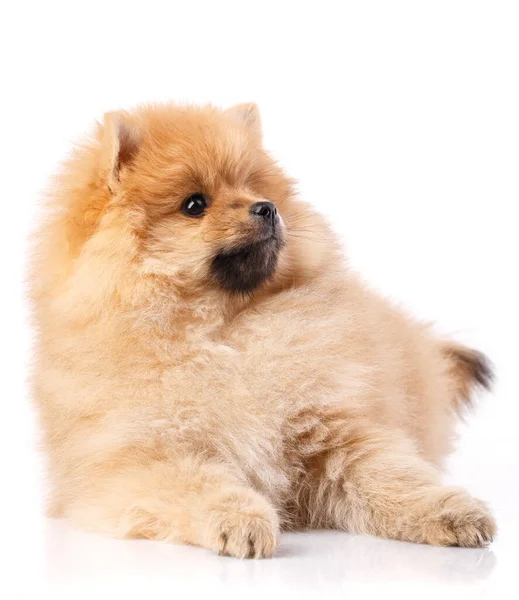 Portré egy hazug Pomeranian Spitz kutya fehér alapon. — Stock Fotó