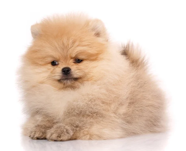 Portrait of a Pomeranian Spitz on a white background. — Stock Photo, Image