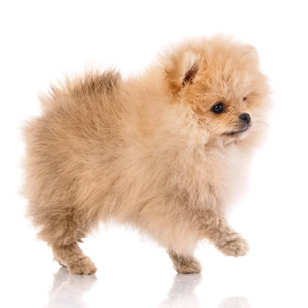 Filhote de cachorro miniatura Pomeranian Spitz em pé sobre fundo branco. — Fotografia de Stock