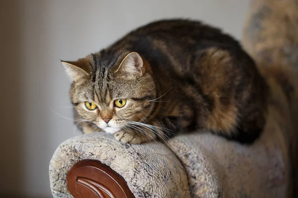 狡猾和顽皮的苏格兰直褐色的肥猫躺在沙发上. — 图库照片