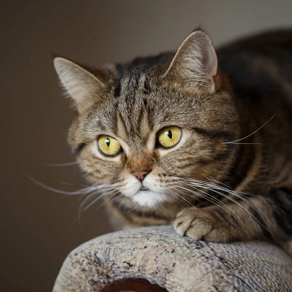 Elegante purebred kat Schots recht liggend op de bank in de kamer close-up. — Stockfoto