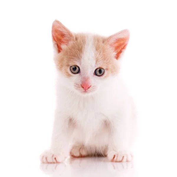 Trauriges Kätzchen auf weißem Hintergrund. — Stockfoto