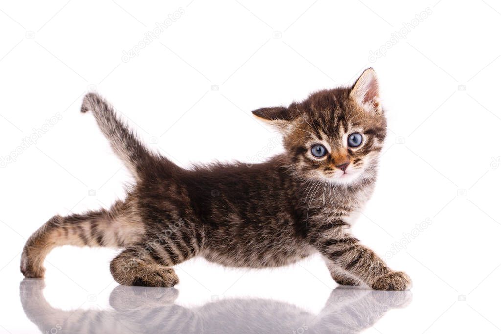Tricolor kitten is playing on a white background in front of the camera.