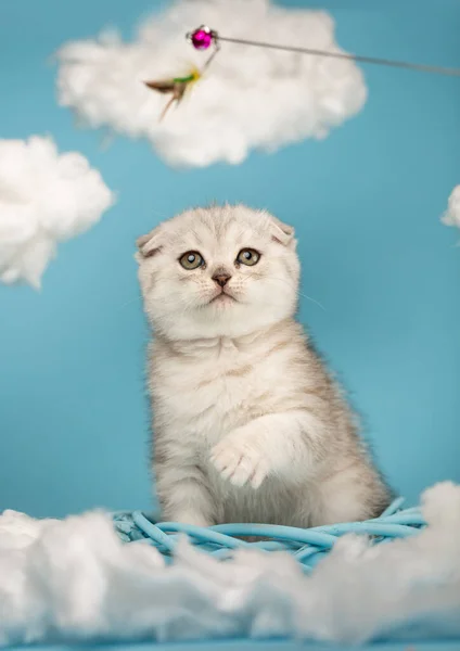 Playful Scottish Fold Light Colored Kitten Yellow Eyes Sits Middle — Stock Fotó