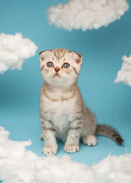 Portrait Lovely Fluffy Scottish Kitten Blue Background Small Striped Light — Stock Fotó