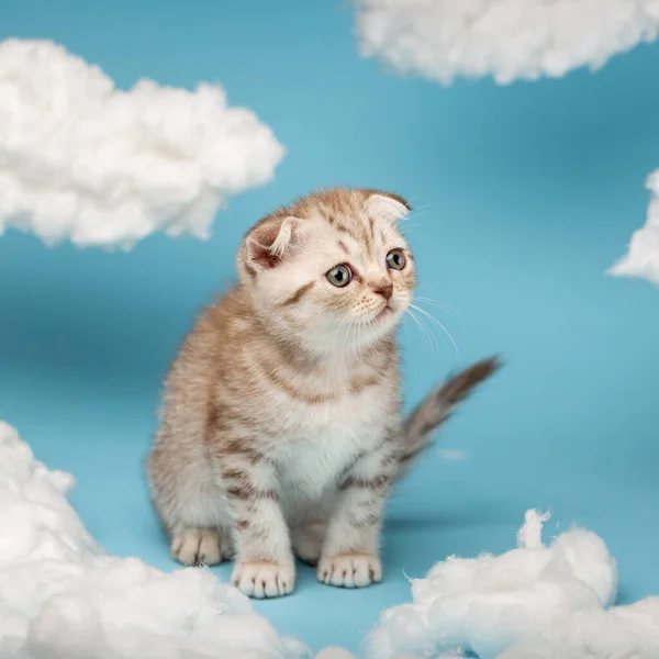 Interested Striped Beige Scottish Kitten Playing Clouds Made Cotton Blue — Stock Fotó