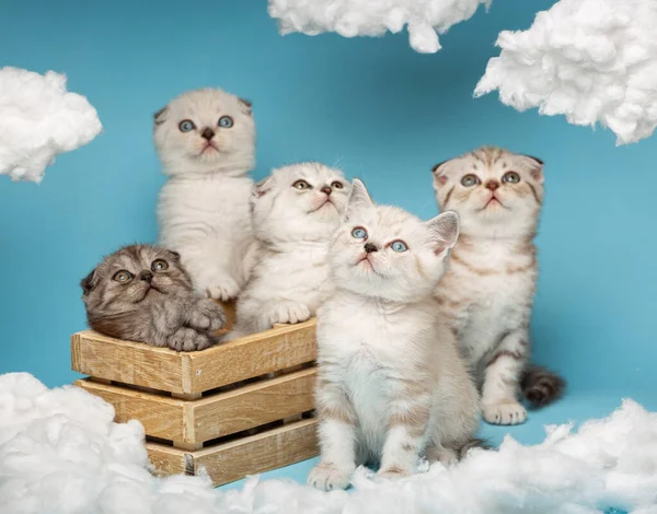 Group Various Short Haired Scottish Kittens Sitting Wooden Box Looking — Stock Fotó