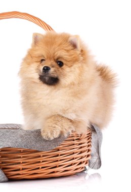 Pomeranian Spitz sepetinde beyaz arka planda izole edilmiş. Stüdyo çekimi.