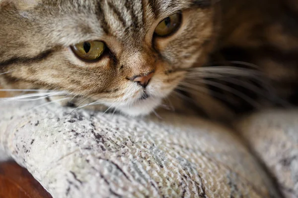 Närbild Porträtt Vacker Inhemsk Skotsk Rak Brun Tabby Katt Vilar — Stockfoto