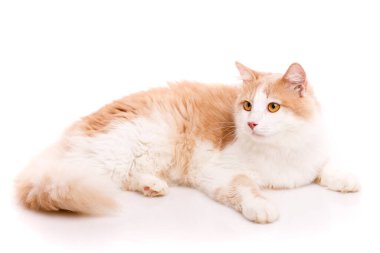 Pofuduk bej renkli ve sarı gözlü beyaz kürklü yetişkin kedi beyaz arka planda komik pozlar veriyor. Fotoğraf koleksiyonu. Dost canlısı..