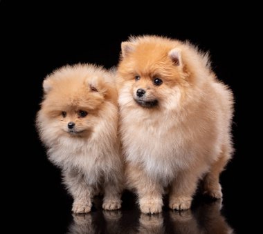 İki açık kahverengi Pomeranya Spitz stüdyoda siyah bir arka planda.