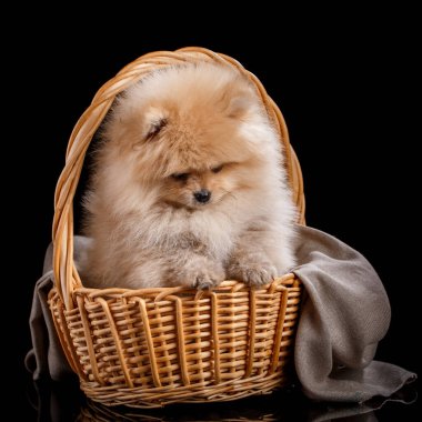 Hasır sepetin içindeki sevimli Pomeranya Spitz.