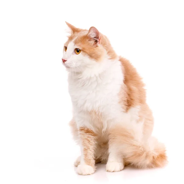 Närbild Stor Tamkatt Med Ljus Päls Och Gula Ögon Vit — Stockfoto