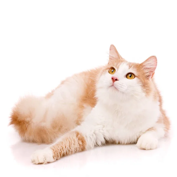 Satisfied Domestic Cat Light Fur Yellow Eyes Lies White Background — Stockfoto