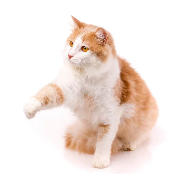 Friendly Pet Beautiful Domestic Cat Sits Raises One Paw Looks — Stockfoto