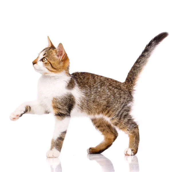 Cute Domestic Shorthair Kitten Stands Sideways White Background Raised Paw — стоковое фото