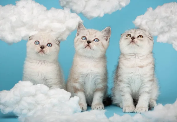 Skót kiscicák felemelik a fejüket és felnéznek az égre fehér bolyhos felhőkkel.. — Stock Fotó