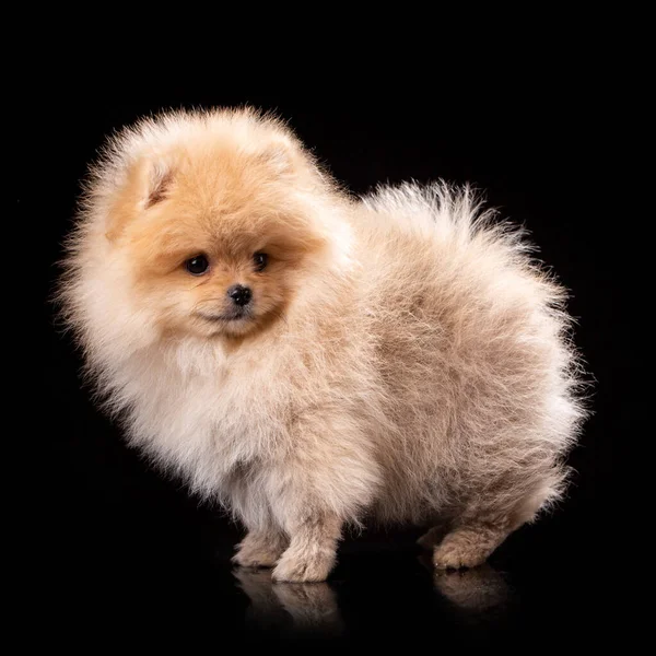 Mooie pomeranian puppy in studio op zwarte achtergrond. — Stockfoto