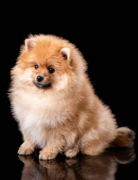 Pomeranian Spitz cachorro marrón claro se sienta de lado sobre fondo negro. —  Fotos de Stock