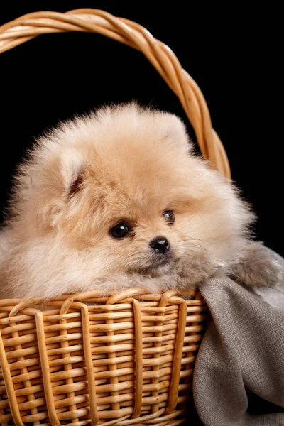 Lovely Pomeranian Spitz inside a wicker basket. — Stock Photo, Image