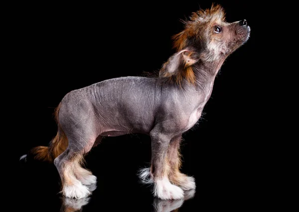 Chinese Crested pies stoi i patrzy w górę na czarnym tle. Zdjęcia Stockowe bez tantiem