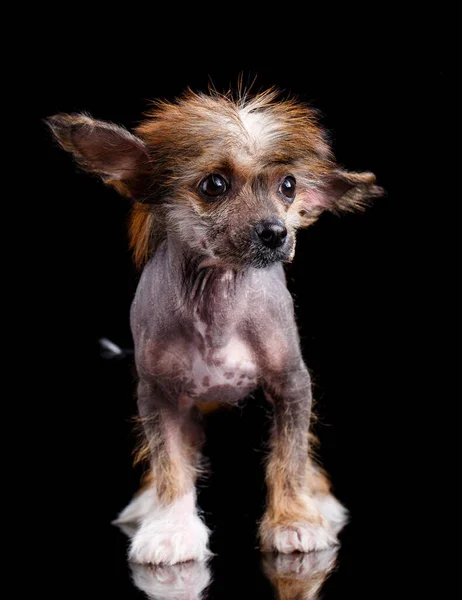 Portret małego chińskiego psa z czarnymi oczami. Obrazek Stockowy