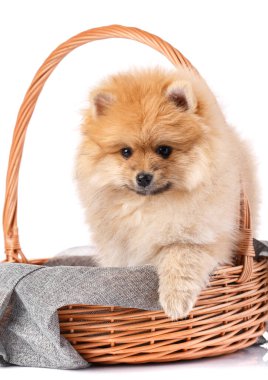 Hasır sepette şirin Pomeranya Spitz köpeği beyaz arka planda oturuyor. Evcil hayvanlar.