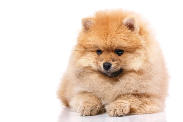 Bonito pouco pomeranian spitz filhote de cachorro mentiras no um branco fundo. — Fotografia de Stock