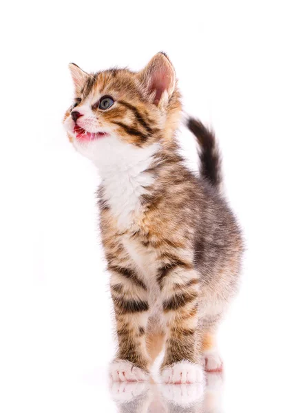 Gato tricolor na frente do fundo branco. — Fotografia de Stock