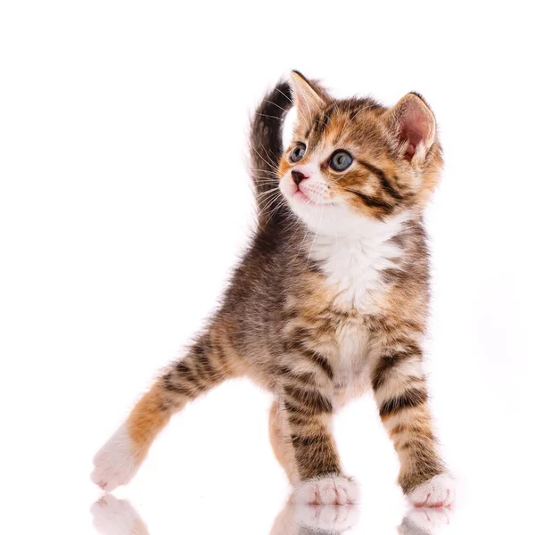 Bela gatinho brincalhão em um fundo branco. — Fotografia de Stock