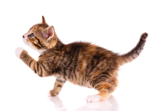 Small Playful Brown Kitten White Background Pet — Stock Photo, Image