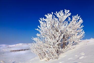 güneşli bir karlı ağaç 