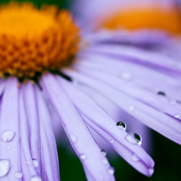 Purple daisy blommor — Stockfoto