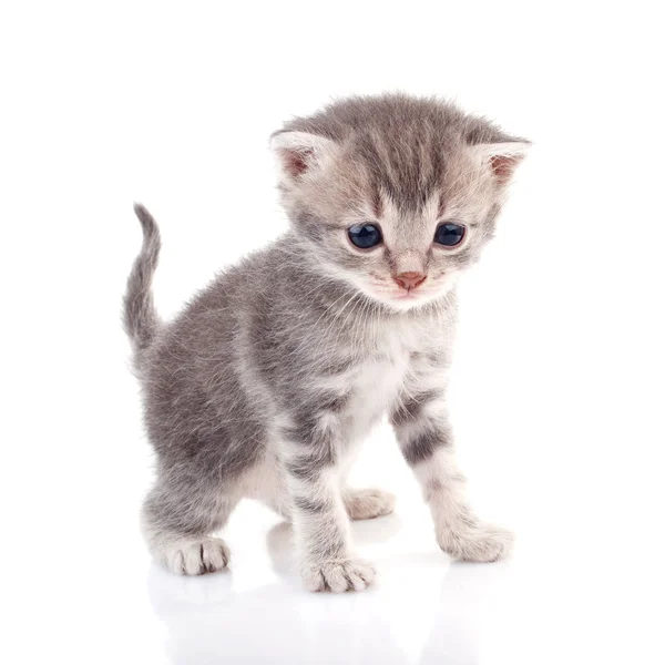 美しい灰色の子猫 — ストック写真