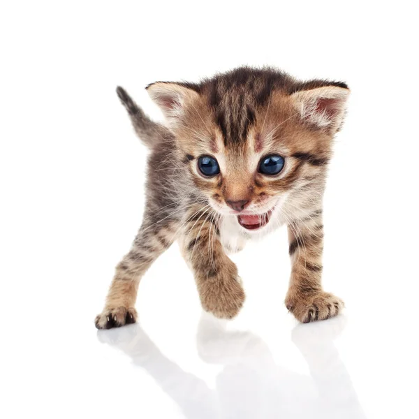 Gatinho listrado chorando — Fotografia de Stock