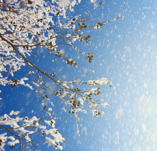 Winter Day — Stock Photo, Image