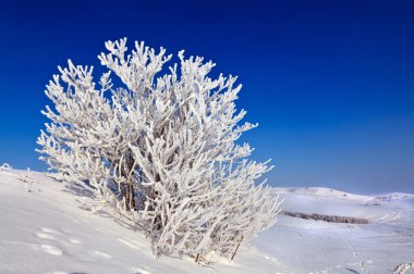 güneşli bir karlı ağaç 
