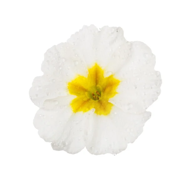Primula branco com gotas de orvalho — Fotografia de Stock